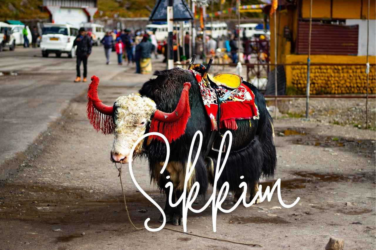 sikkim, yak