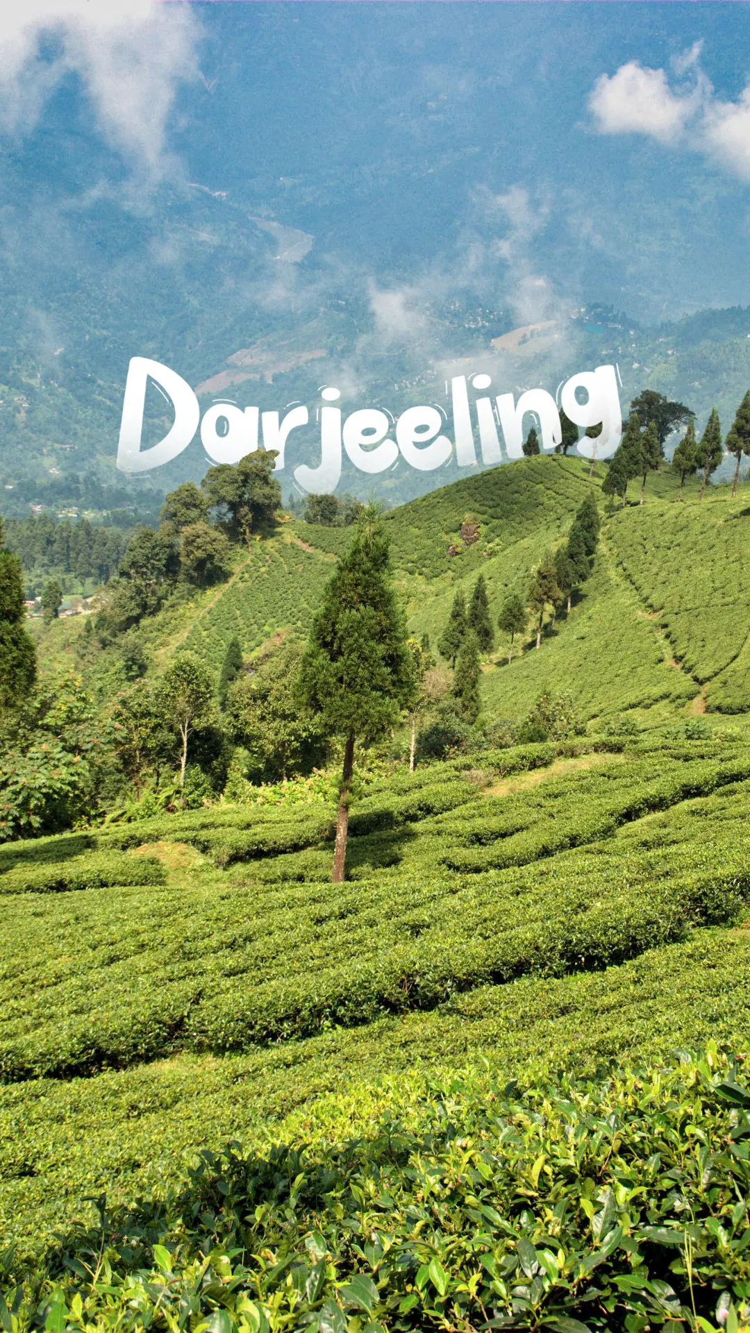 darjeeling